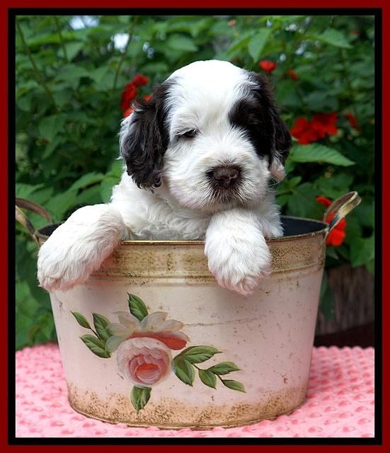 Sundae Camo Pups 5 wks old 161