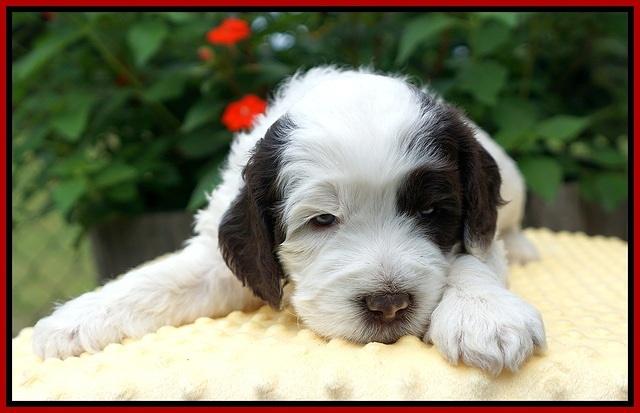Sundae Camo pups 4 wks old 161