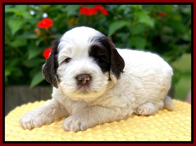 Sundae Camo pups 4 wks old 181