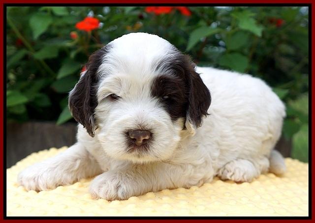 Sundae Camo pups 4 wks old 201
