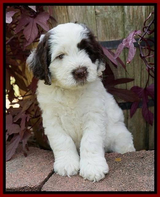 Sundae Camo pups 6 wks old 171