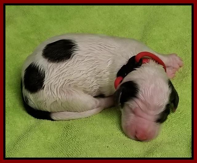 newborn Sundae Camo red boy