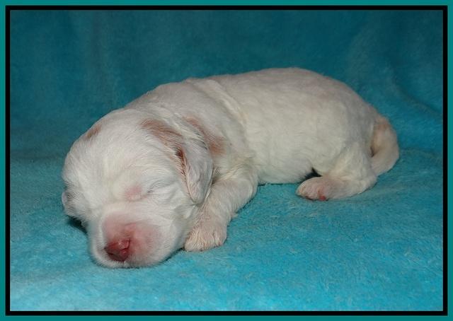 Sundae Dansby pups 2 wks old 111