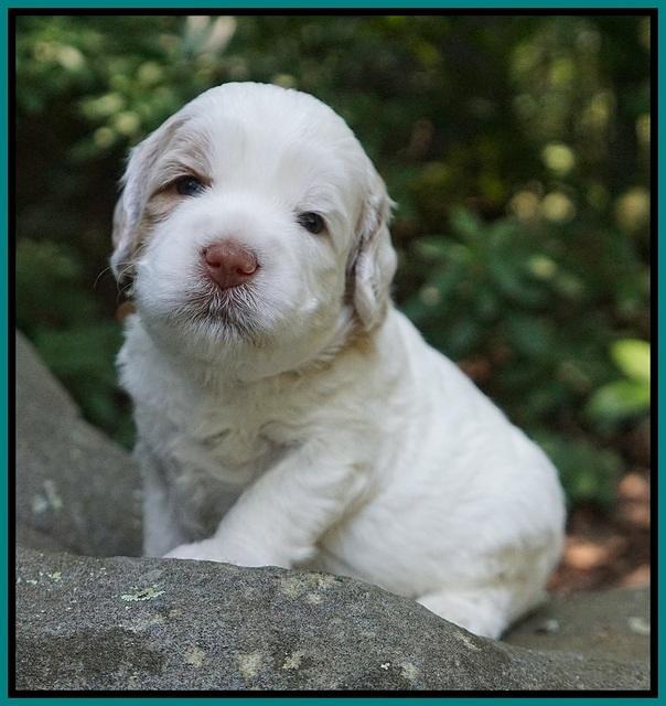 Sundae Dansby pups 3 wks old 171