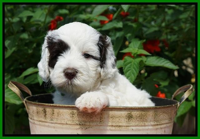 Sundae Camo Pups 5 wks old 251