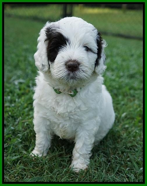 Sundae Camo Pups 5 wks old 261