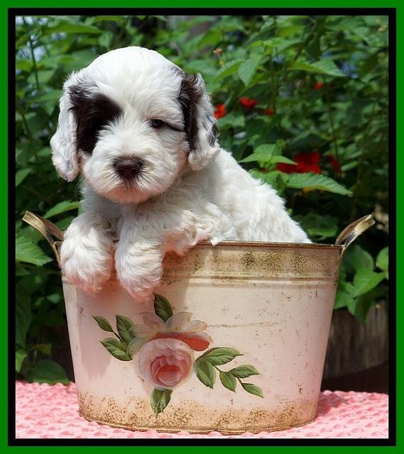 Sundae Camo Pups 5 wks old 271