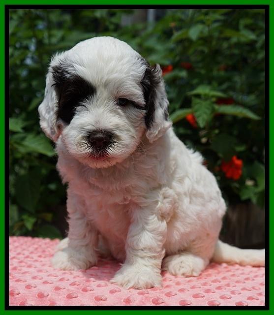 Sundae Camo Pups 5 wks old 281