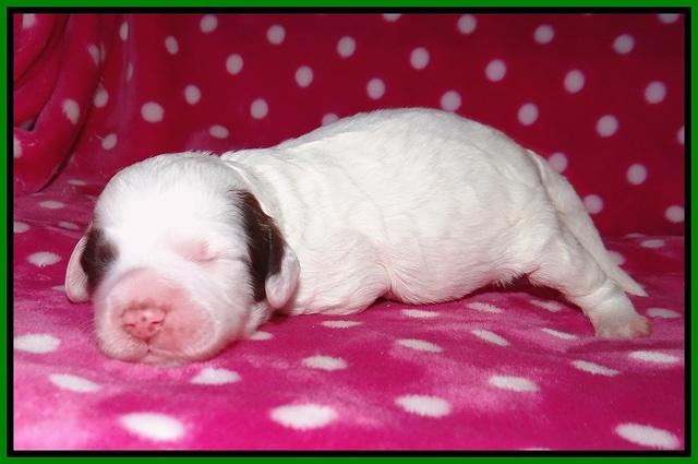Sundae Camo pups 1 wk old 121