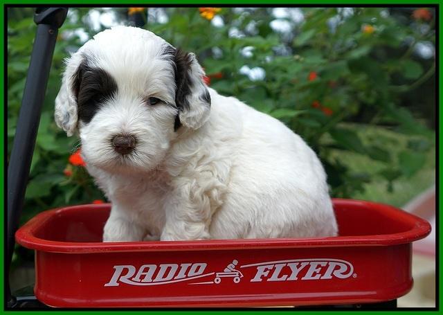 Sundae Camo pups 4 wks old 281