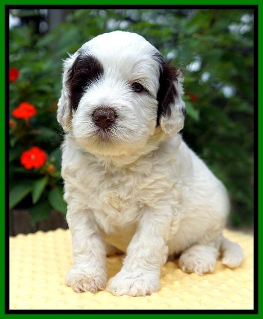 Sundae Camo pups 4 wks old 291