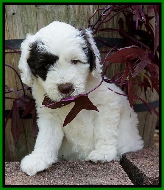 Sundae Camo pups 6 wks old 231