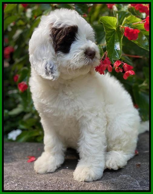 Sundae Camo pups 8 wks old 21