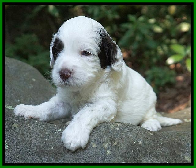 Sundae Dansby pups 3 wks old 191