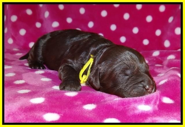 Sundae Camo pups 1 wk old 161