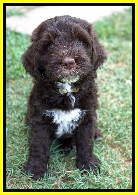 Sundae Camo pups 7 wks old 341