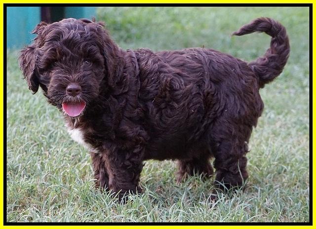 Sundae Camo pups 7 wks old 361