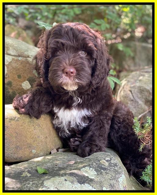 Sundae Camo pups 8 wks old 171