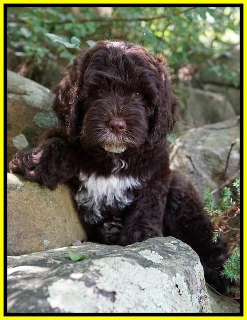 Sundae Camo pups 8 wks old 221