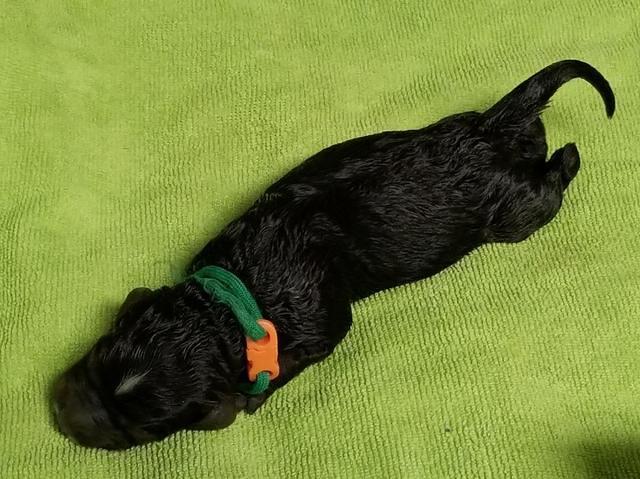 Newborn Sundae Camo Green Boy
