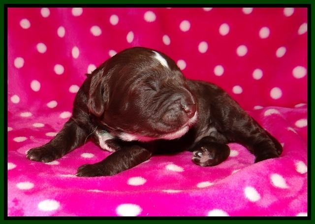 Sundae Camo pups 1 wk old 151