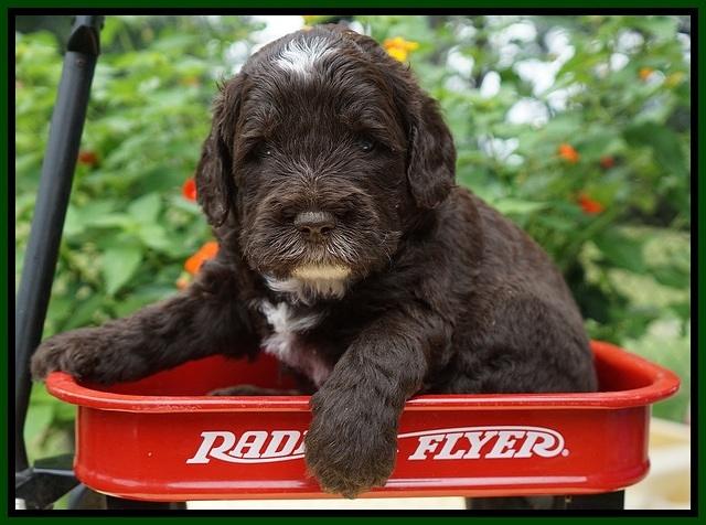 Sundae Camo pups 4 wks old 341