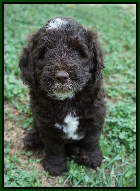Sundae Camo pups 6 wks old 421
