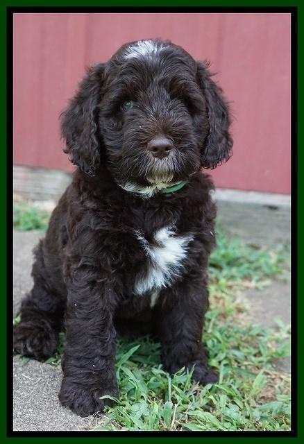 Sundae Camo pups 7 wks old 371