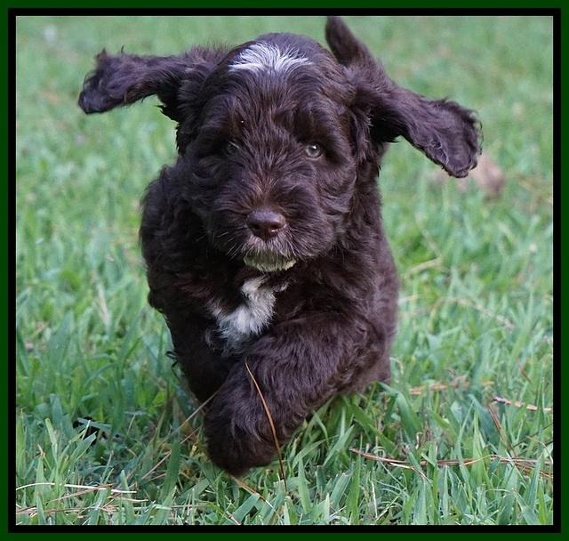 Sundae Camo pups 7 wks old 381