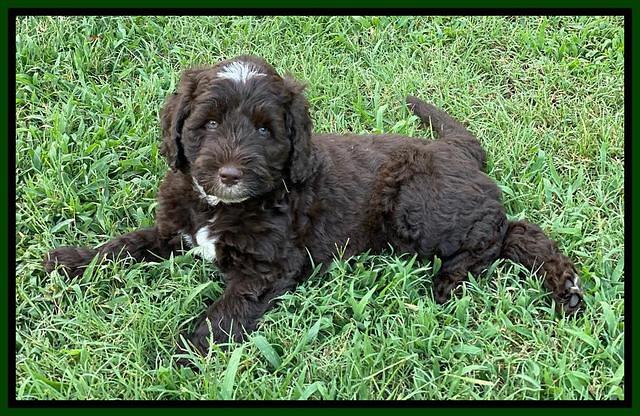 Sundae Camo pups 7 wks old 431