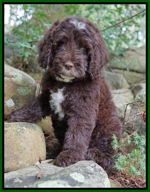 Sundae Camo pups 8 wks old 17100