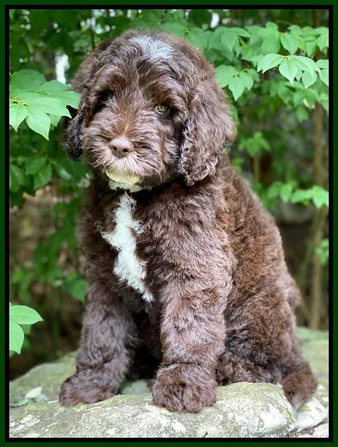 Sundae Camo pups 8 wks old 19100