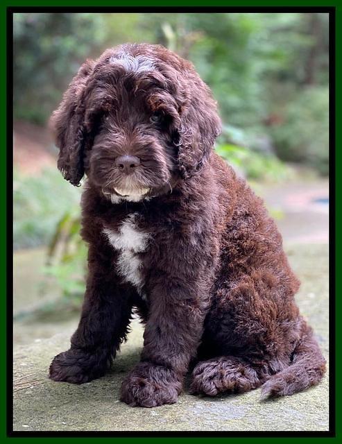 Sundae Camo pups 8 wks old 21100