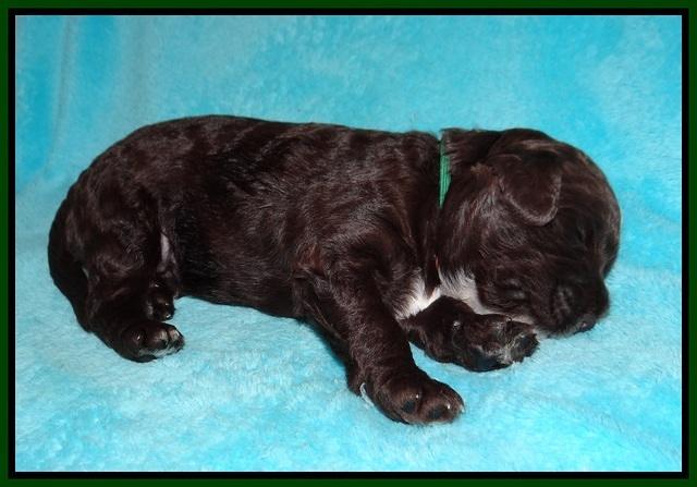 Sundae Dansby pups 2 wks old 171