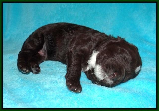 Sundae Dansby pups 2 wks old 181