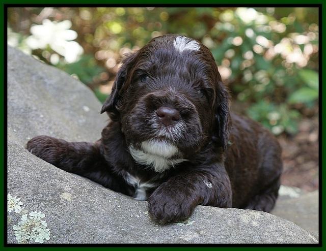 Sundae Dansby pups 3 wks old 271