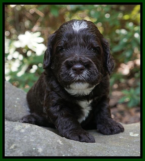 Sundae Dansby pups 3 wks old 281