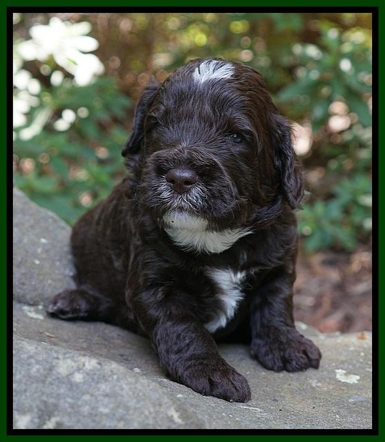 Sundae Dansby pups 3 wks old 291