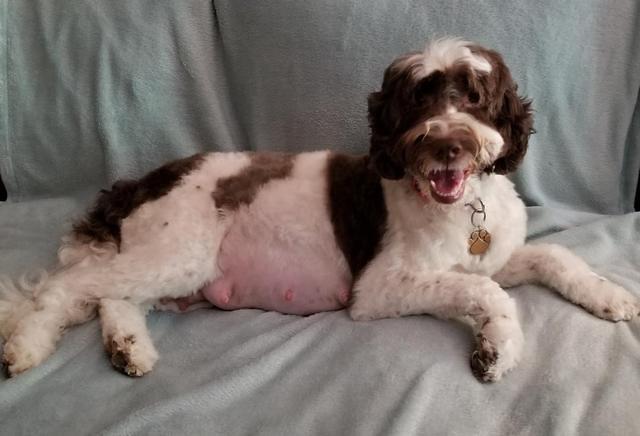 Sundae day 59 preg with Camo