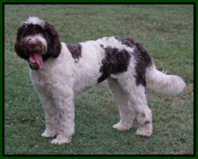 Sundae groomed pasture Fall 2016