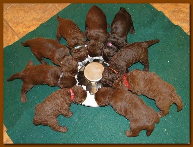 Tara Rascal group feeding 003