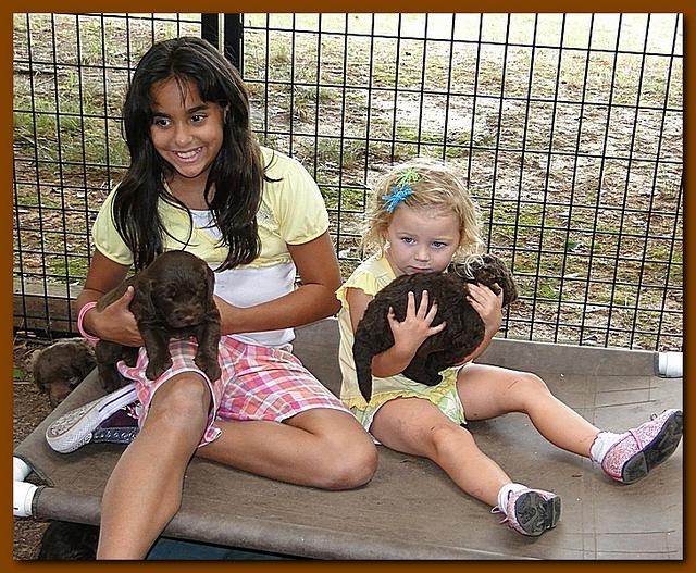 Tara Rascal puppies 4 weeks playing 025
