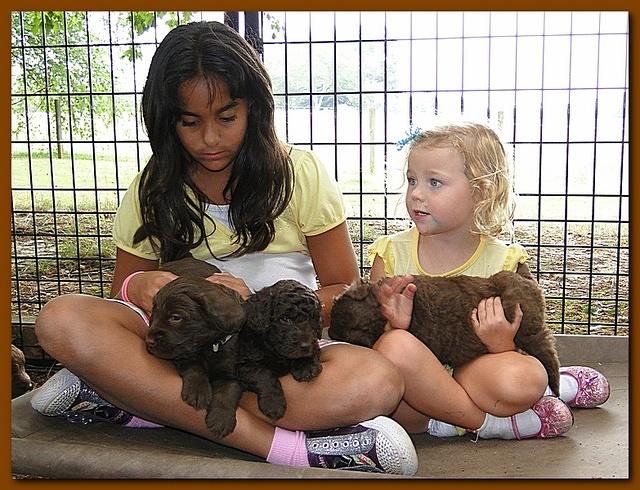 Tara Rascal puppies 4 weeks playing 027