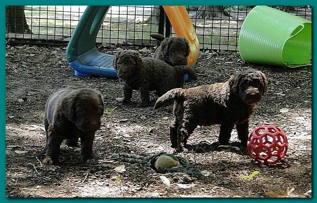 Tara Rascal puppies 4 weeks playing 2 033