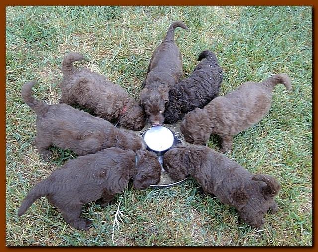 Tara Rascal puppies 5.5 weeks old 003