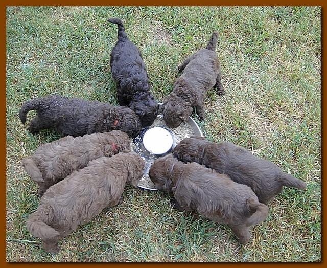 Tara Rascal puppies 5.5 weeks old 005