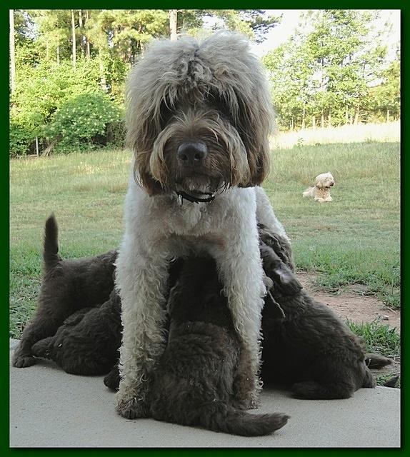 Tara Rascal puppies 6 weeks old 010