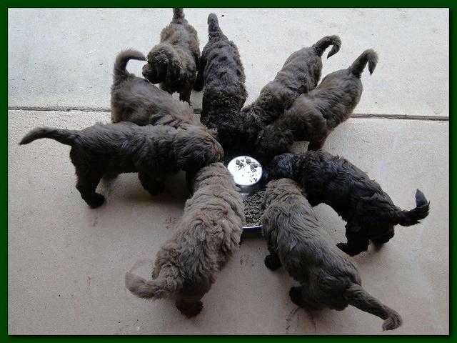 Tara Rascal puppies 6 weeks old 017