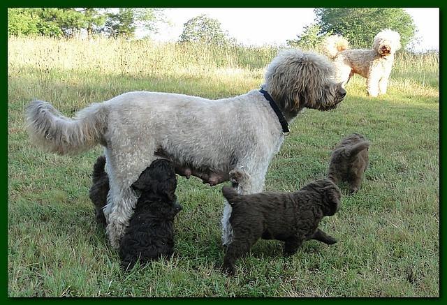 Tara Rascal puppies 6 weeks old 021