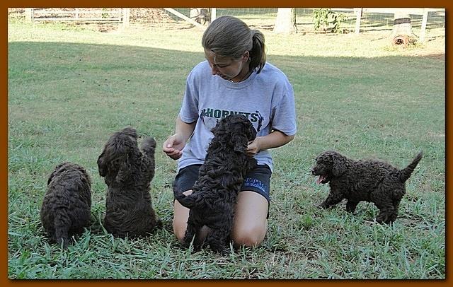 Tara Rascal puppies 7 weeks old playing 053